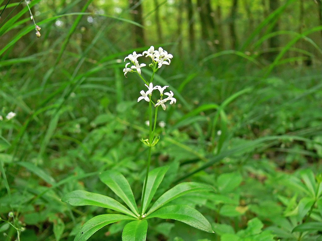 Lievevrouwebedstro [6741].jpg - Lievevrouwebedstro [Galium odoratum]